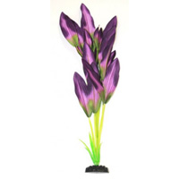 Шелковое растение Эхинодорус зелено-фиолетовый, 22 см